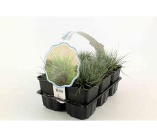 Festuca glauca 'Elijah Blue' 6-pack - afbeelding 1