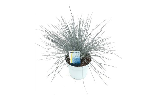 Festuca glauca Intense Blue, pot 17 cm, h 35 cm - afbeelding 1