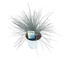 Festuca glauca Intense Blue, pot 17 cm, h 35 cm - afbeelding 1