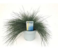 Festuca glauca Intense Blue, pot 17 cm, h 35 cm - afbeelding 2