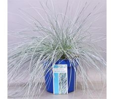 Festuca glauca Intense Blue, pot 17 cm, h 35 cm - afbeelding 3