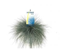 Festuca glauca Intense Blue, pot 23 cm, h 40 cm - afbeelding 2