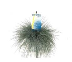 Festuca glauca Intense Blue, pot 23 cm, h 40 cm - afbeelding 3