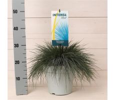 Festuca glauca Intense Blue, pot 23 cm, h 40 cm - afbeelding 4