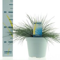 Festuca glauca Intense Blue, pot 17 cm, h 35 cm - afbeelding 4