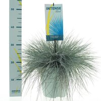 Festuca glauca Intense Blue, pot 23 cm, h 40 cm - afbeelding 5