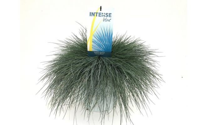 Festuca glauca Intense Blue, pot 30 cm, h 45 cm - afbeelding 1