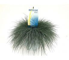 Festuca glauca Intense Blue, pot 30 cm, h 45 cm - afbeelding 1