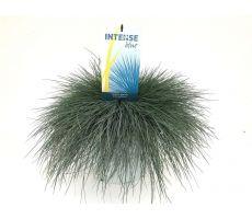 Festuca glauca Intense Blue, pot 30 cm, h 45 cm - afbeelding 2