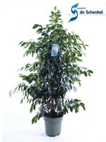 Ficus benj. Danielle, pot 27 cm, h 140 cm