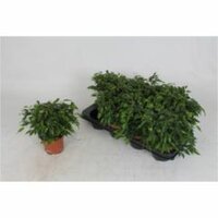 Ficus benja. 'Green Kinky, pot 12 cm, h 25 cm - afbeelding 2