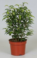 Ficus benja. 'Natasja' pot 12, h 35 cm - afbeelding 1