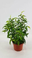 Ficus benja. 'Natasja' pot 12, h 35 cm - afbeelding 2