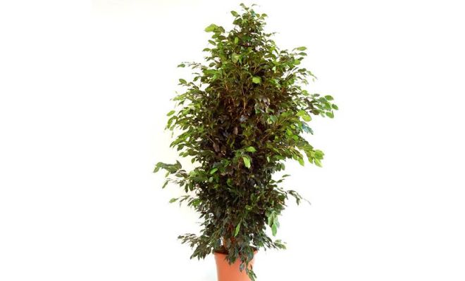 Ficus Benjamina Danielle, pot 17 cm, h 70 cm
