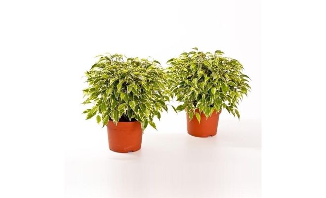 Ficus Benjamina Green Kinky, pot 12 cm