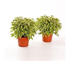 Ficus Benjamina Green Kinky, pot 12 cm