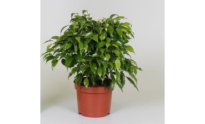 Ficus Benjamina Kinky, pot 12 cm, h 26 cm