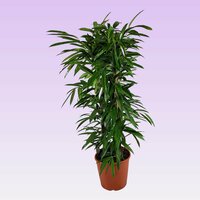 ficus binn amstel king, pot 27, h 150 cm - afbeelding 1