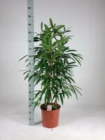 ficus binn amstel king, pot 27, h 150 cm - afbeelding 2