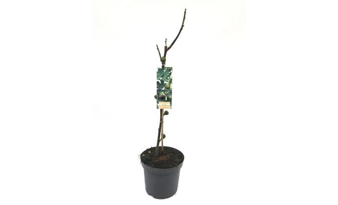 Vijgenboom, Ficus carica 'Brown Turkey, pot 26 cm, h 55 cm