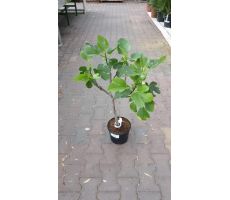 Vijgenboom, Ficus carica copa op stam, pot 21 cm, h 90 cm
