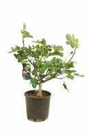 Ficus carica, pot 21 cm, h 70 cm - afbeelding 1