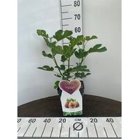 Ficus carica, pot 21 cm, h 70 cm - afbeelding 2