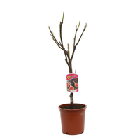 Vijgenboom, Ficus carica, pot 21 cm, h 70 cm, stamhoogte +- 40 cm