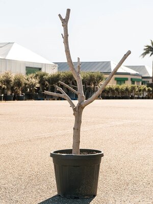 Vijgenboom, Ficus carica, pot 40 cm, h 170 cm - afbeelding 1
