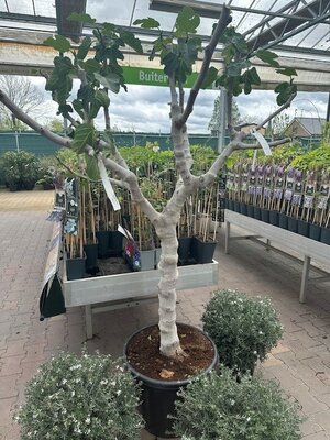 Ficus carica, pot 60  cm, h 180 cm, stamomtrek 28-34 cm