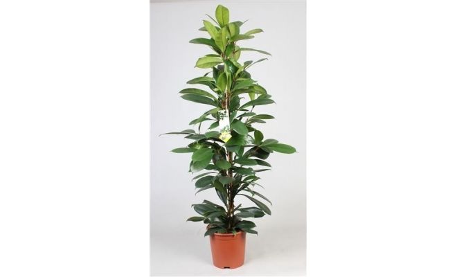 Ficus Cyathistipula, pot 21 cm, h 100 cm