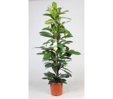 Ficus Cyathistipula, pot 21 cm, h 100 cm