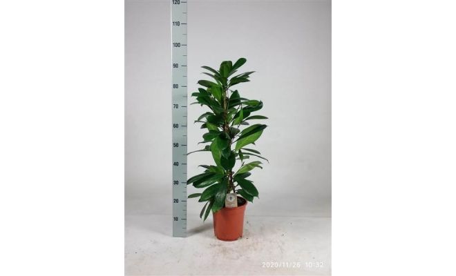 Ficus cyathistipula, pot 21`cm, h 90 cm