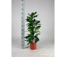 Ficus cyathistipula, pot 21`cm, h 90 cm