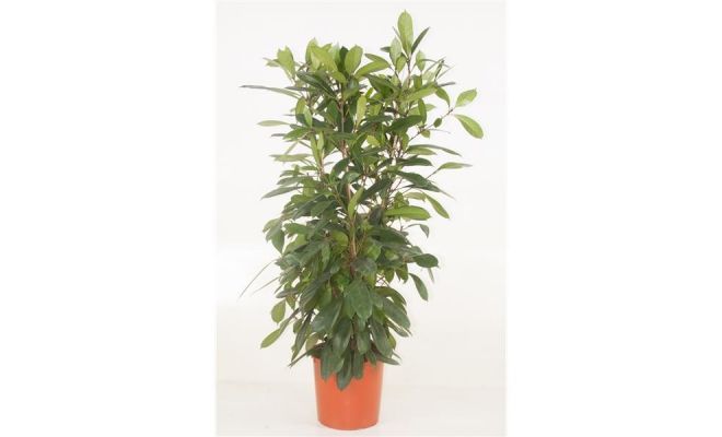 Ficus Cyathistipula, pot 34 cm, h 120 cm