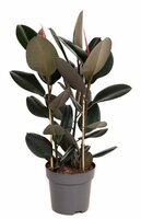 Ficus elastica abidjan, pot 27 cm, h 120 cm