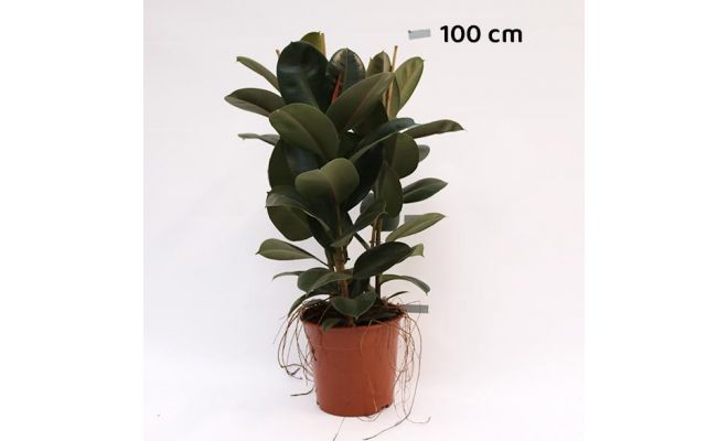 Ficus Elastica Abidjan (Rubberplant), pot 27 cm, h 90 cm - afbeelding 1