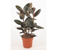 Ficus Elastica Abidjan (Rubberplant), pot 27 cm, h 90 cm - afbeelding 2