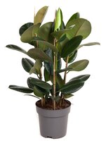 Ficus Elastica Robusta (Rubberplant), pot 27 cm, h 100 cm - afbeelding 2
