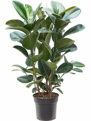 Ficus Elastica Robusta (Rubberplant), pot 27 cm, h 100 cm - afbeelding 1