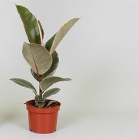 Ficus elastica 'Tineke, pot 27 cm, h 125 cm