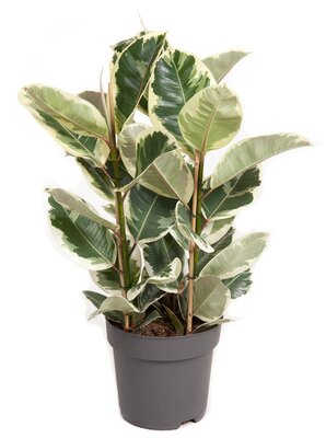 Ficus elastica 'Tineke 3pp(Rubberplant), pot 27 cm, h 110 cm - afbeelding 1
