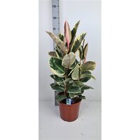 Ficus elastica 'Tineke 3pp(Rubberplant), pot 27 cm, h 110 cm - afbeelding 2