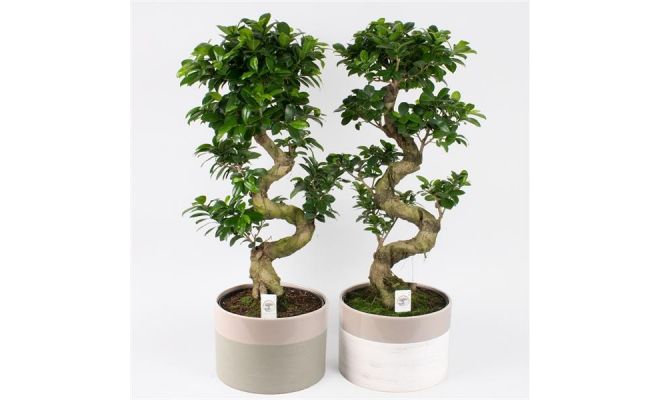 Ficus Ginseng S-Shape, pot 25 cm, h 85 cm