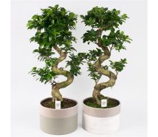 Ficus Ginseng S-Shape, pot 25 cm, h 85 cm