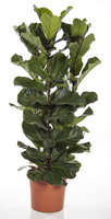 Ficus Lyrata 2pp(tabaksplant), pot 24 cm, h 120 cm