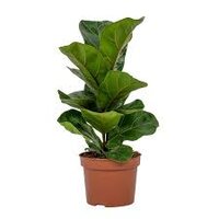 Ficus lyrata 'Bambino, pot 12 cm, h 35 cm