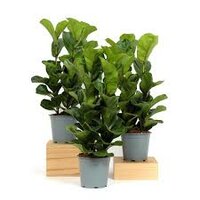 Ficus lyrata 'Bambino, pot 21 cm, h 80 cm