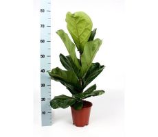 Ficus Lyrata (Tabaksplant), pot 17 cm