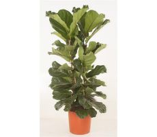 Ficus Lyrata (Tabaksplant), pot 34 cm, h 130 cm